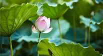 【三伏天養(yǎng)生】三伏天養(yǎng)生有六大禁忌，你知道嗎？記得分享給家人知道！