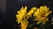 【養(yǎng)生知識(shí)】入秋菊花藥膳，美味營養(yǎng)、養(yǎng)生保?。? />
                    </a>
                </div>
            </li>
            
            <li id=