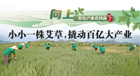 【行業(yè)資訊】向上，特色產(chǎn)業(yè)看河南：南陽艾區(qū)域品牌正在叫響！