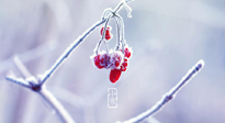 【小寒節(jié)氣】時(shí)處二三九，臘月梅花開！