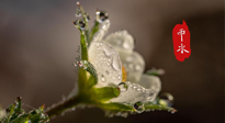 【二十四節(jié)氣灸】雨水節(jié)氣，扶陽、祛濕、調(diào)氣血，才是養(yǎng)生重點！艾灸，橫掃濕寒！