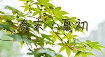 【艾灸養(yǎng)生】春末夏初：上熱下寒癥狀，補不如疏通淤堵，試試艾灸吧！