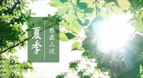 【艾灸三伏天】今年三伏不一般，仙草小助理建議大家早作準(zhǔn)備哦！