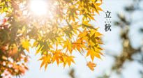 【節(jié)氣飲食】立秋將至，吃最合適的飲食，平穩(wěn)度過季節(jié)交替！